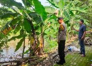 Bhabinkamtibmas Polsek Taman, Tinjau Ketahanan Pangan di Desa binaan Dukung Program Asta Cita Presiden Prabowo