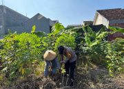Dukung Ketahanan Pangan Aiptu Nur Samsi Sambangi Petani Tanaman Pepaya
