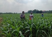 Bhabinkamtibmas Polsek Tarik Kunjungi Lahan Jagung yang Tumbuh Subur, Dukung Ketahanan Pangan Warga