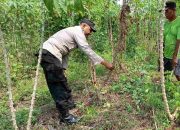 Bhabinkamtibmas Polsek Buduran Ajak Warga Tanam Singkong, Wujudkan Swasembada Pangan Demi Ketahanan Nasional