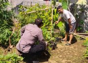 Bersama Petani Tomat Aiptu Budi Santoso Tunjukkan Kepedulian Nyata