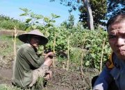 Dekat Dengan Warga Aiptu Sulaiman Kunjungi Lokasi Pembudidayaan Tanaman Terong