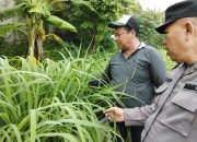 Dukung Ketahanan Pangan Nasional Aiptu Sulaiman Sambangi Petani Serai