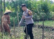 Giat Tanam Cabai, Bhabinkamtibmas Polsek Tarik Polresta Sidoarjo Ajak Warga Tak Biarkan Lahan Kosong