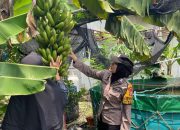 Sambang Desa Brigadir Dwi Retno Putri Dukung Ketahanan Pangan Nasional