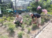 Aiptu Agus Adiyanto Kunjungi Langsung Petani Cabe Dukung Ketahanan Pangan Nasional