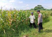 Dialog Humanis Bhabinkamtibmas Polsek Tarik Polresta Sidoarjo Bersama Petani Jagung