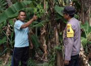 Sambangi Perkebunan Warga, Bhabinkamtibmas Polsek Taman Dukung Ketahanan Pangan Nasional