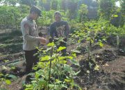 Polisi Cinta Petani: Bhabinkamtibmas Polsek Taman Sambang Desa dan Kunjungan ke Lahan Hortikultura Warga