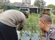 Aiptu Sulaiman Monitoring Tanaman Tomat Milik Warga Dukung Ketahanan Pangan Nasional