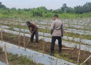 Dekat dengan Warga, Bhabinkamtibmas Polsek Tarik Polresta Sidoarjo Beri Motivasi Petani Melon