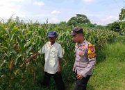 Bhabinkamtibmas Polsek Tarik Gencar Sambangi Lahan Jagung, Dukung Ketahanan Pangan Desa Binaan