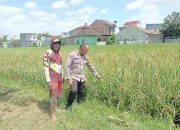 Aipda Adi Bhabinkamtibmas Desa Sidokepung, Ajak Petani Tingkatkan Produksi Padi Demi Ketahanan Nasional