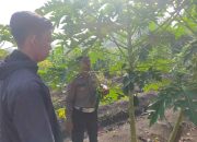 Polisi Cinta Petani Bhabinkamtibmas Kelurahan Bebekan Sambangi Perkebunan Warga, Dukung Ketahanan Nasional