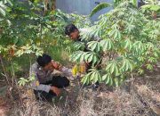 Brigadir Bayu Rizky Tinjau Budidaya Tanaman Singkong Wujudkan Swasembada Pangan