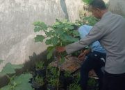 Aipda Masruri Sambangi Kebun Terong milik Warga, Wujudkan Ketahanan Pangan Nasional polresta Sidoarjo