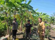 Ketahanan Nasional Wujudkan Swasembada Pangan, Kanit Binmas Polsek Gedangan Tinjau Kebun Buah di Desa Punggul