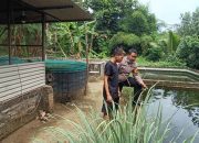 Tak Perlu Lahan Luas, Budidaya Lele Tetap Jalan Bhabinkamtibmas Polsek Tarik Datang Beri Apresiasi