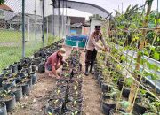 Tanam Sayur di Polybag, Bhabinkamtibmas Desa Entalsewu Dukung Ketahanan Pangan Dari Pekarangan