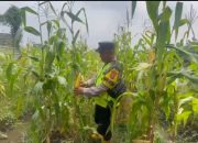 Dukung Ketahanan Nasional, Bhabinkamtibmas Semambung Tinjau Lahan Jagung Wujudkan Swasembada Pangan