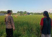 Polisi Cinta Petani Bhabinkamtibmas Kelurahan Sepanjang Sambangi Lahan Padi Warga, Dukung Ketahanan Pangan Nasional