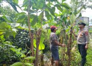 Peduli Ketahanan Pangan Nasional Bhabinkamtibmas Kelurahan Ngelom Taman Sambangi Perkebunan Warga
