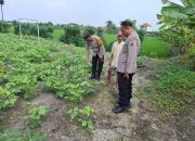 Peduli Ketahanan Pangan Nasional Aipda Ramli Anggiat Sambangi Lahan Kacang Tanah Milik Warga