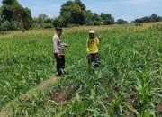 Bersama Petani, Bhabinkamtibmas Desa Sukorejo Wujudkan Swasembada Pangan Lewat Tanam Jagung