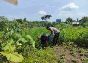 Polisi Cinta Petani, Bhabinkamtibmas Keboananom Kunjungi Lahan Sayuran Dukung Swasembada Pangan Nasional