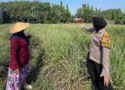 Dukung Ketahanan Pangan Nasional, Brigadir Dwi Retno Putri Sambangi Perkebunan Warga di Pulungan