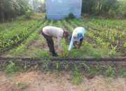 Polsek Cerme Tinjau Kebun Tanaman Jagung di Desa Cerme Kidul, Perkuat Ketahanan Pangan Nasional