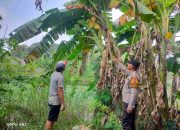 Sambangi Petani,Wujud Nyata Kepedulian Bhabinkamtibmas Polsek Taman dalam Ketahanan Pangan Nasional