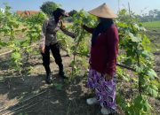 Brigadir Dwi Retno Putri Ciptakan Ketahanan Pangan Bersama Warga Lewat Program ‘Polisi Cinta Petani’
