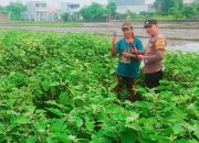 Bhabinkamtibmas Polsek Buduran Dampingi Petani Terong, Wujudkan Swasembada Pangan