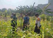 Aiptu Agus Adiyanto Dampingi Petani Jagung Wujudkan Swasembada Pangan