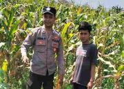Sinergi Polri dan Petani: Bhabinkamtibmas Polsek Tarik Dukung Ketahanan Pangan Melalui Pertanian Jagung
