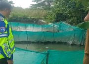 Dukung Ketahanan Nasional, Polisi Cinta Petani Kunjungi Budidaya Ikan Patin dan Nila di Desa Wedi