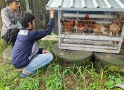 Dukung Program Ketahanan Nasional, Bhabinkamtibmas Kelurahan Kalijaten Bripka Ronggo Kunjungi Peternakan Ayam Binaan