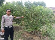 Dukung Ketahanan Nasional, Bhabinkamtibmas Desa Gemurung Kunjungi Perkebunan Jeruk