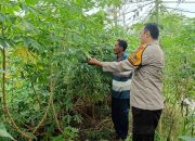 Singkong Bukan Sekadar Ubi : Bhabinkamtibmas Polsek Tarik Dorong Kemandirian Pangan Desa
