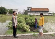 Wujudkan Ketahanan Nasional, Bhabinkamtibmas Desa Gemurung Dukung Swasembada Pangan Lewat Kunjungan Lahan Sayuran