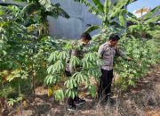 Brigadir Bayu Rizky Dukung Swasembada Pangan Lewat Kunjungan Lahan Tanaman Singkong