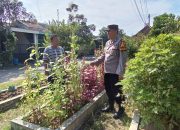 Aiptu Sulaiman Blusukan ke Perkebunan Cabai dan Terong Milik Warga Dukung Ketahanan Pangan Nasional