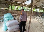 Bhabinkamtibmas Polsek Tarik Laksanakan Pemantauan Berkala di Peternakan Ayam Broiler Milik Warga