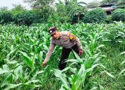 Bhabinkamtibmas Polsek Tarik Polresta Sidoarjo Aktif Kawal Program Pangan, Tinjau Lahan Jagung Warga