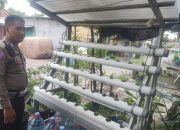 Bhabinkamtibmas Polsek Candi Bersama Warga Manfaatkan Lahan Samping Rumah untuk Budidaya Tanaman Hidroponik