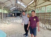 Bhabinkamtibmas Polsek Tarik Laksanakan Pemantauan Berkala di Peternakan Bebek Milik Warga