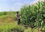 Bhabinkamtibmas Polsek Tarik sambangi petani Jagung, guna dukung ketahanan pangan nasional