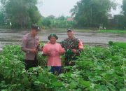 Sinergi Bhabinkamtibmas dan Babinsa Dampingi Petani Terong Wujudkan Ketahanan Pangan