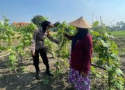 Polisi Cinta Petani Brigadir Dwi Retno Putri Dukung Swasembada Pangan Lewat Pengecekan Tanaman Oyong